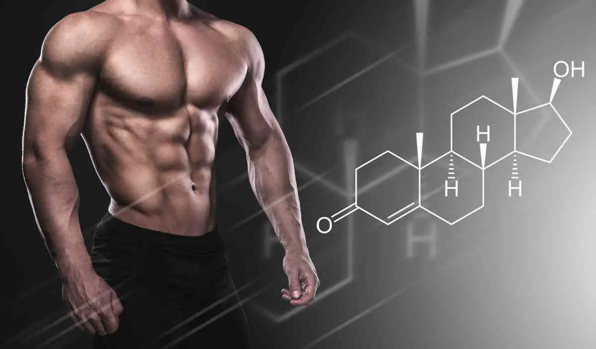 Testosterone Helps To Gain More Muscle Size
